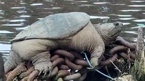 Updated: 7:39 AM EDT May 12, 2023. CHICAGO — Footage of a plump snapping turtle relaxing along a Chicago waterway has gone viral after the man who filmed the well-fed reptile marveled at its ...
